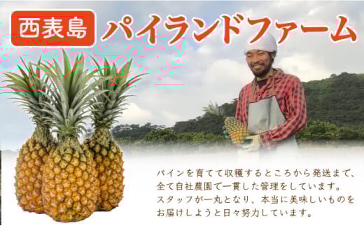 定期便3ヶ月4回 熟鮮スナックパイン 熟鮮ピーチパイン 熟鮮サンドルチェ(R) 3種の旬のパインと アップルマンゴーセット 2026年 先行予約 産地直送 沖縄 西表島