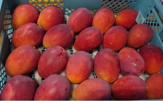 2026年 先行予約 マンゴー 夏小紅 約2kg 3～6玉 ますみ農園 甘味 スッキリ 果物 フルーツ 約2kg (3～6玉)