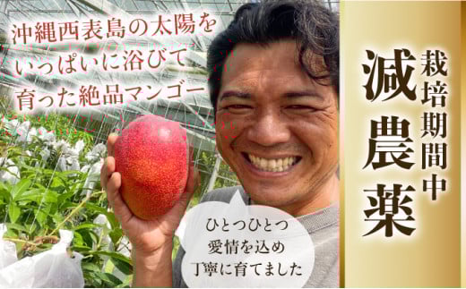 【訳あり】 アップルマンゴー 約1kg (栽培期間中 減農薬栽培)【2026年6月中旬以降順次発送】アナナス農園 完熟 マンゴー 果物 フルーツ