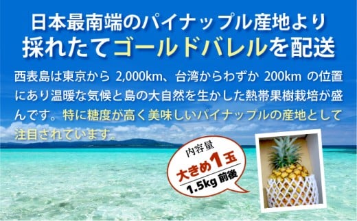 【2026年発送】ゴールドバレルビッグな１玉セット 数量1玉　内容量約1.5kg前後
