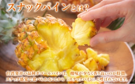 知名度NO.1！糖度が高く真っ黄色な新感覚パイン☆　ちぎって食べるスナックパイン2kg（2～4玉） 約2kg（2～4玉）