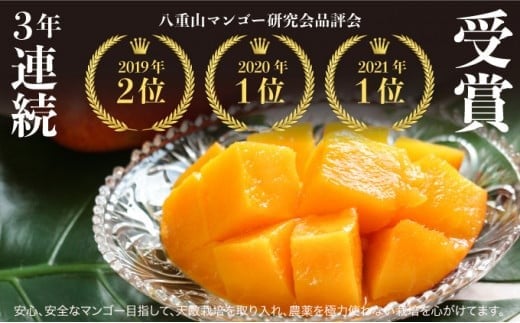 2026年 先行予約 アップルマンゴー 約4kg (8～12玉) 完熟 マンゴー ますみ農園 果物 フルーツ 約4kg（8～12玉）