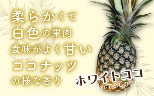 新品種高級パイナップル ホワイトココ 希少品種 ココナッツの香り 約3kg（3～4玉）