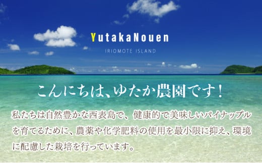 2026年 先行予約 ピーチパイン 約4.5kg 5玉～8玉 ちゅら西表島産!! ゆたか農園 完熟 パイン 果物 フルーツ パイナップル