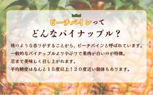 2026年 先行予約 西表島の完熟ピーチパイン 3kg (3～4玉)【嘉本商店 完熟 果物 フルーツ】お届け：5月中旬～6月中旬頃【042-a003】 3kg