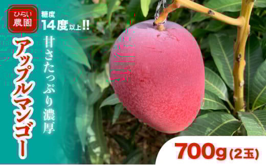 2026年 先行予約 アップルマンゴー 約700g 2玉 西表島ひらい農園 マンゴー 果物 フルーツ 約700g（2玉）