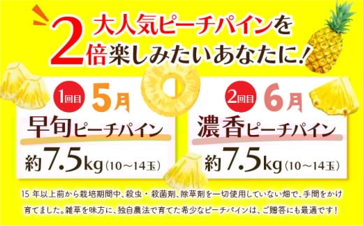 定期便 2ヶ月 絶品ピーチパイン 約7.5kg 【F-SOU/F】 2026年 先行予約 ★ファミリーサイズ★ 西表島 初エコファーマー認定 2回 お楽しみ 果物 フルーツ 【036-a006】 約7.5kg