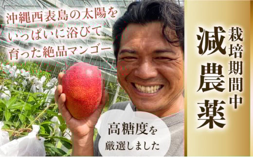 2026年 先行予約 【高糖度厳選】プレミアム完熟マンゴー1kg 2～3玉(栽培期間中 減農薬栽培) アナナス農園 完熟 マンゴー 果物 フルーツ