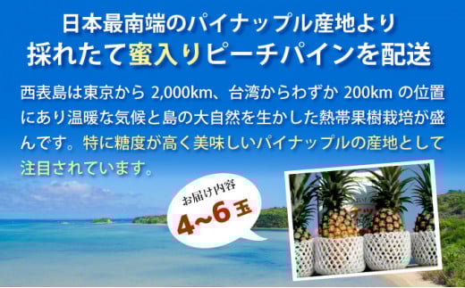 【2026年発送】リピータ続出！西表パイン園の蜜入り ピーチパイン4kgセット