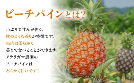 アララガマ農園発祥のピーチパイン。香り高く女性人気NO.1！国内流通量1％未満、幻の完熟ピーチパイン　ピーチパイン2kg（2～4玉） 約2kg（2～4玉）