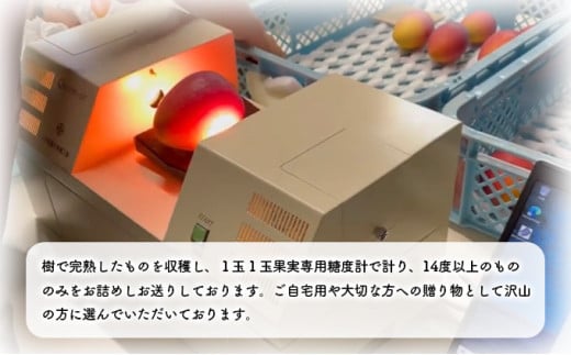 2026年 先行予約 アップルマンゴー 約1kg 2～3玉 セット 八重山マンゴー品評会総合1位を計3回獲得！高糖度保証！農園ファイミール 濃厚 果物 フルーツ 約1kg (2～3玉)