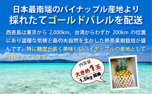 【2026年発送】ゴールドバレルビッグな１玉セット 数量1玉　内容量約1.5kg前後