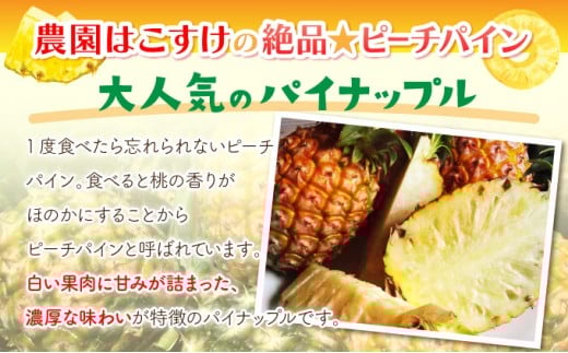 夏まで待ちきれない！早旬 ピーチパイン 約7.5kg 【F-SOU】 2026年 先行予約 ★ファミリーサイズ★西表島 初エコファーマー認定　【036-a004_2026】 約7.5kg