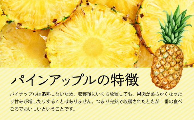 定期便 2ヶ月 2026年 先行予約 旬のパインアップル 約3kg 水鴨農園 2回 お楽しみ 果物 フルーツ 020-a003_2026