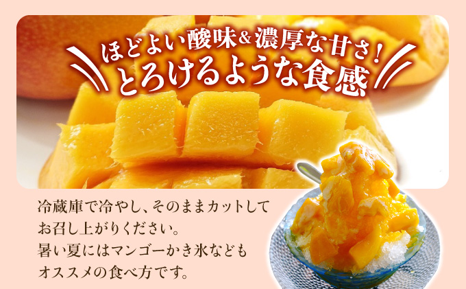 2026年 先行予約 栽培期間中 減農薬 アップルマンゴー  約1kg 2～4玉 アナナス農園 完熟 マンゴー 果物 フルーツ 023-a003_2026