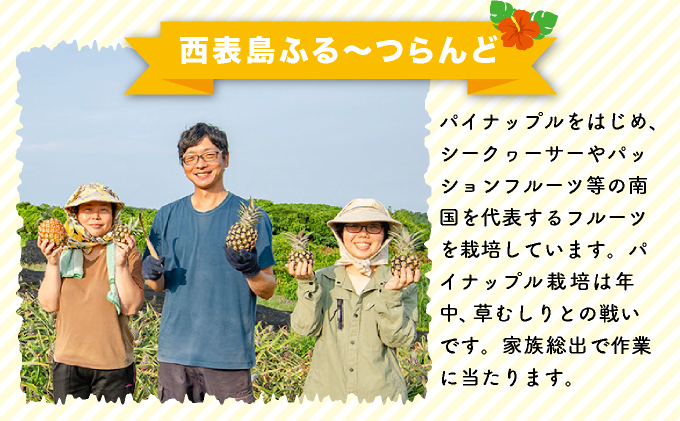 2026年 先行予約 島パイン (ハワイ種) 約3kg 2～4玉 パイナップルの王道 西表島産 パイン 果物 フルーツ 026-a015_2026