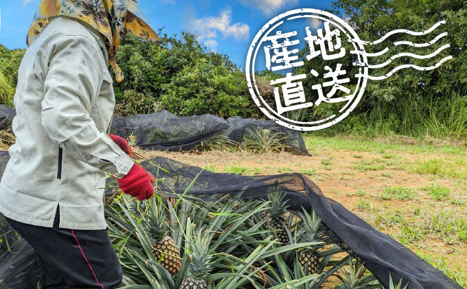 高級パイナップル 芳醇な香りと甘み サンドルチェ 約2.5kg（2～3玉）