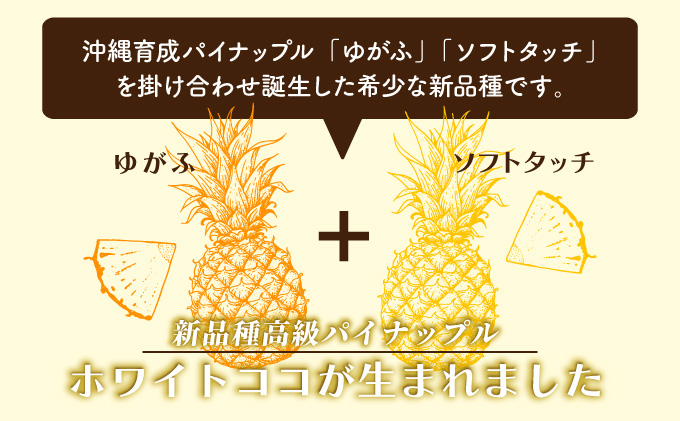 新品種高級パイナップル ホワイトココ 希少品種