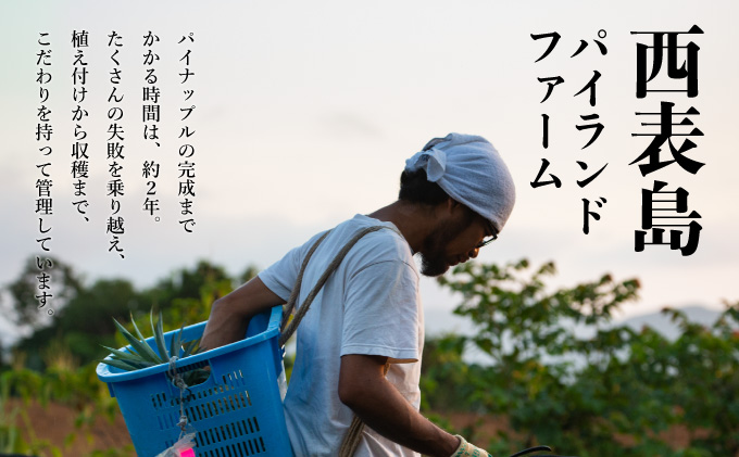 定期便3ヶ月4回 熟鮮スナックパイン 熟鮮ピーチパイン 熟鮮サンドルチェ(R) 3種の旬のパインと アップルマンゴーセット 2026年 先行予約 産地直送 沖縄 西表島[029-a006_2026]