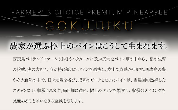 GOKUJUKU-極熟プレミアムサンドルチェ(R) 1.4kg以上 1玉　2026年　先行予約 パイナップル 沖縄 高糖度秀品 贈答用 贈り物 パイン 果物 フルーツ デザート 希少 西表島[029-a010_2026]