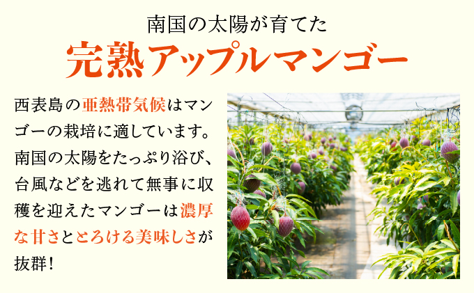 2025年6月中旬発送予定。『箱を開けた瞬間から、至極のひと時を』西表島プレミアムマンゴー1.5kg