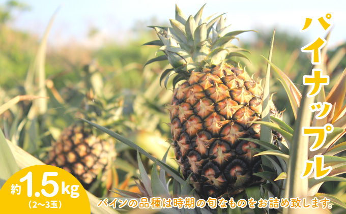 2026年 先行予約 セット パイン 約1.5kg マンゴー 約1kg 農園ファイミール 果物 フルーツ 031-a003_2026
