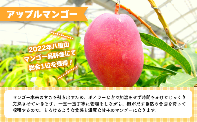 2026年 先行予約 アップルマンゴー 約4kg 8～12玉入り 八重山マンゴー品評会総合1位を計3回獲得！高糖度保証！農園ファイミール 濃厚 果物 フルーツ 031-a008_2026
