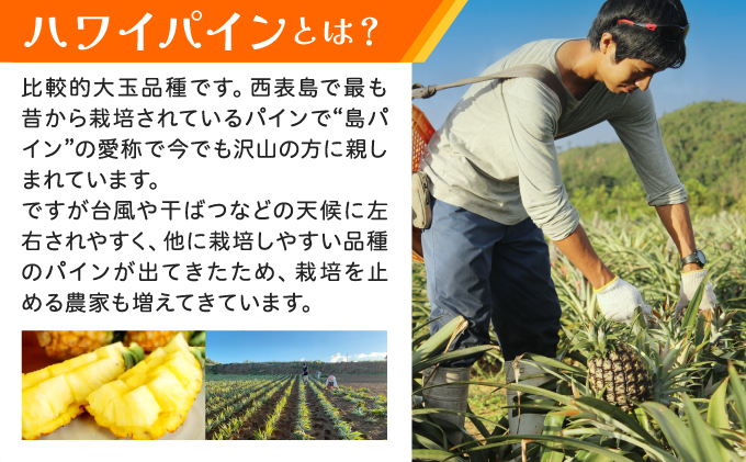 《2026年先行予約》ハワイパイン約7kg 【お届け：2026年6月中旬～7月下旬】【農園ファイミール 完熟 果物 フルーツ パイン パイナップル】 031-a027_2026
