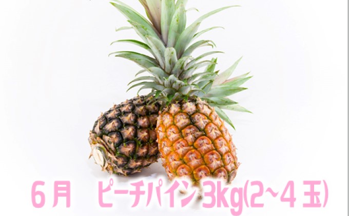 定期便 2ヶ月 2024年 先行予約 スナックパイン ピーチパイン 2種の旬のパイン パイン畑から直送