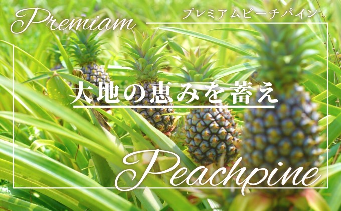 2025年 先行予約 人気No.５ 西表島ナウパカ 完熟 プレミアム ピーチパイン 約2Kg ☆栽培期間中 農薬・化学肥料不使用☆　西表島ナウパカ