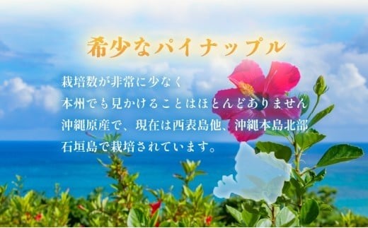 2026年 先行予約 西表島の完熟ピーチパイン 9kg (8～12玉)【嘉本商店 完熟 果物 フルーツ】お届け：5月中旬～6月中旬頃【042-a005】 9kg