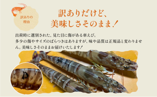 訳あり 竹富島産 冷凍車えび 規格外品  3kg【海老 車エビ エビ 車海老  3kg 竹富島産 冷凍】 3kg