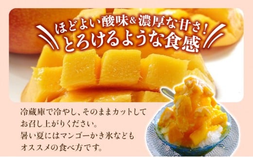 2026年 先行予約 栽培期間中 減農薬 アップルマンゴー 約1kg 2～4玉 アナナス農園 完熟 マンゴー 果物 フルーツ