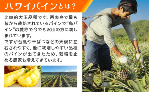 《2026年先行予約》ハワイパイン約10kg 【お届け：2026年6月中旬～7月下旬】【農園ファイミール 完熟 果物 フルーツ パイン パイナップル】 約10kg