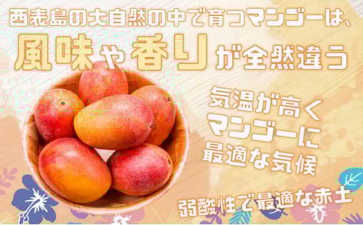 ＜2026年 先行予約＞訳あり 完熟 アップルマンゴー 2L 350g～460g 2玉 マンゴー 果物 デザート 品評会連続入賞 2026年 発送 ますみ農園