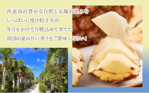 2026年 先行予約 ピーチパイン 約3kg 3玉～5玉 ちゅら西表島産!! ゆたか農園 完熟 パイン 果物 フルーツ パイナップル