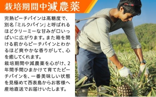 《2026年 先行予約》ピーチパイン 約5kg 5～8玉 農園ファイミール 完熟 果物 フルーツ 約5kg（5～8玉入り）