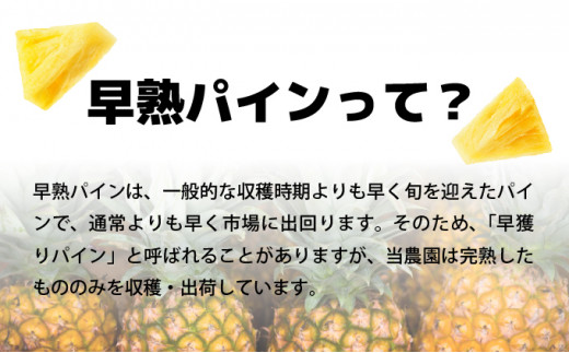 【2026年発送】南国の香り！ 早穫り完熟パイン