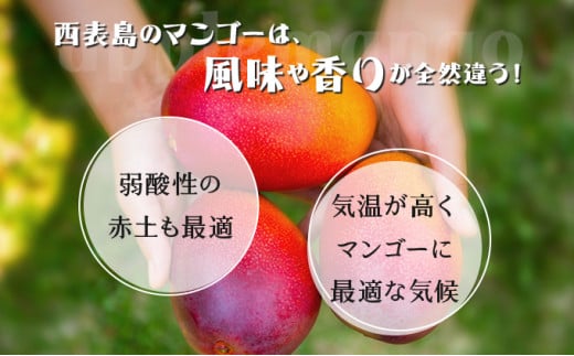 2026年 先行予約 パイン マンゴー セット トロピカルフルーツセット ますみ農園 果物