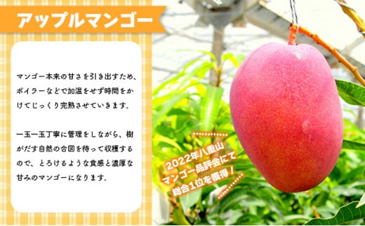 2026年 先行予約 アップルマンゴー 約1kg 2～3玉 セット 八重山マンゴー品評会総合1位を計3回獲得！高糖度保証！農園ファイミール 濃厚 果物 フルーツ 約1kg (2～3玉)