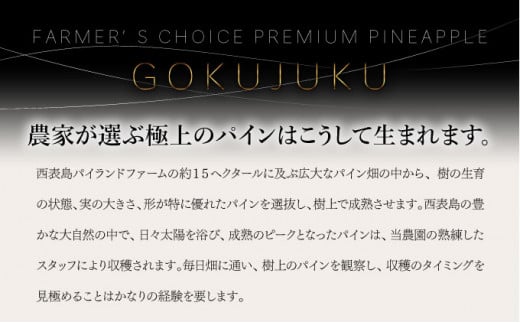 GOKUJUKU -極熟- プレミアム スナックパイン 1.4kg以上 1玉　2026年　先行予約 パイナップル 沖縄 高糖度秀品 贈答用 贈り物 パイン 果物 フルーツ デザート 希少 西表島