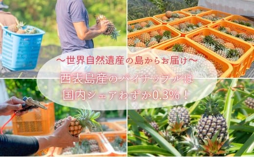 【訳あり】☆新感覚の味わい☆桃のような芳醇な香りのする　『西表島産完熟ピーチパイン』 約3kg 約3kg