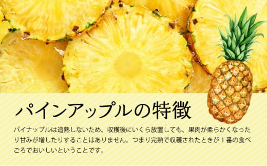 定期便 2ヶ月 2026年 先行予約 旬のパインアップル 約3kg 水鴨農園 2回 お楽しみ 果物 フルーツ ＜定期便＞約3kg×2回(計約6kg)