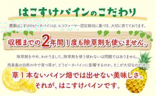 濃香ピーチパイン 約3kg 【E】★絶品★　2026年 先行予約 栽培期間中 農薬不使用 西表島 濃香 初エコファーマー認定【036-a002】 約3kg