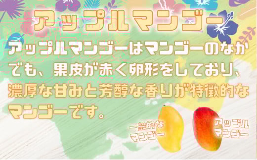 ＜2026年 先行予約＞完熟 アップルマンゴー 2L 350g～460g 2玉 マンゴー 果物 デザート 品評会連続入賞2026年 発送 ますみ農園