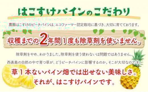 濃香ピーチパイン約9.5kg 【P】2026年 先行予約 ★たっぷり大家族サイズ★西表島 絶品 初エコファーマー認定 　【036-a008】 約9.5kg