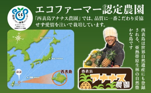 2026年 先行予約 栽培期間中 減農薬 ミニピーチパイン 3kg (7～8玉)  西表島アナナス農園 完熟 パイン 果物 フルーツ 減農薬 ミニピーチパイン 約3kg(7～8玉)