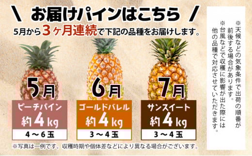 【2026年5月～7月（全3回発送）】南国の美味しさを！パイナップル 定期便 B