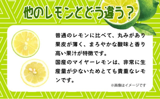 まとめてお得、果汁たっぷり マイヤーレモン（島レモン）約5kg　019-a002-2026 5kg