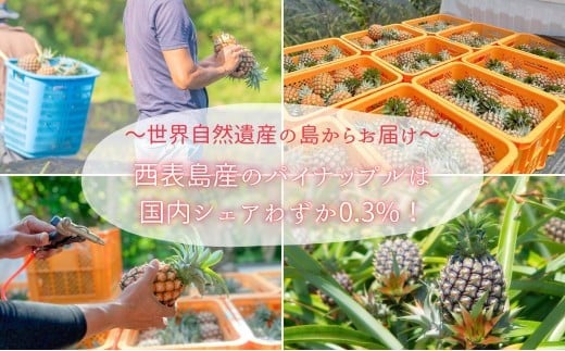 ☆新感覚の味わい☆桃のような芳醇な香りのする　『西表島産完熟ピーチパイン』約3kg（4～5個入） 約3kg（4～5個入）